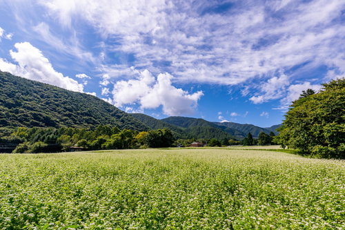 満開を迎える一面のソバ畑と青空、タデ科の白い小さな花