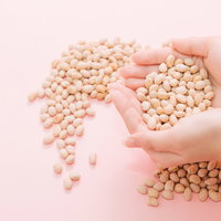 両手で豆をすくう節分の大豆。白い豆がピンク背景に散らばる季節行事のの写真