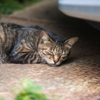 編み目模様の敷物で昼寝する猫の写真