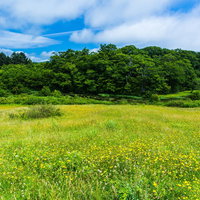 黄色い花が咲く高原のたんぽぽ群生風景の写真