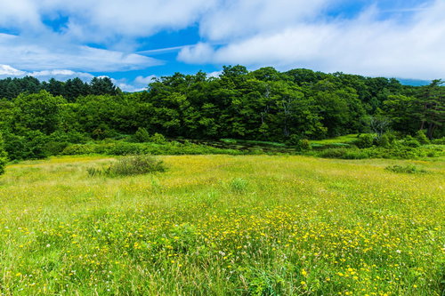 黄色い花が咲く高原のたんぽぽ群生風景