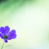明るい背景に咲く一輪の紫色の花の写真