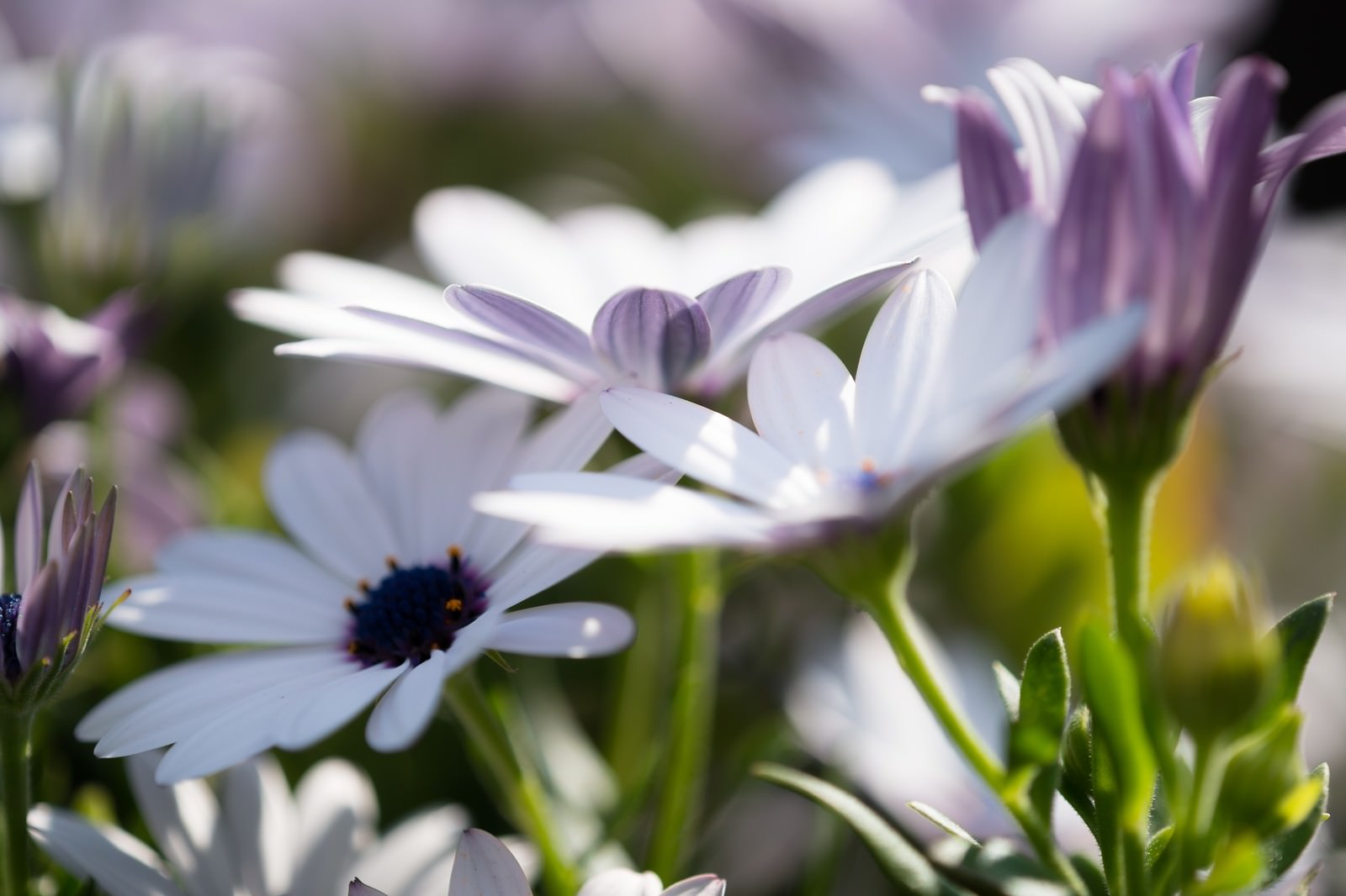 白と紫色の花弁を持つオステオスペルマムの花が複数咲いている