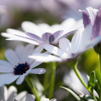 白と紫の筋が入ったオステオスペルマムの花の写真