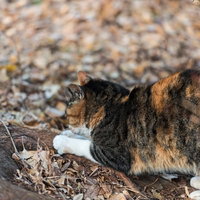 木の根元に座る白茶黒の三毛猫の写真