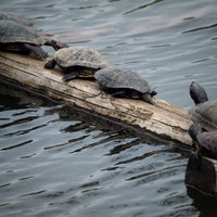 流木の上に一列に並んで甲羅干しする5匹の亀の写真