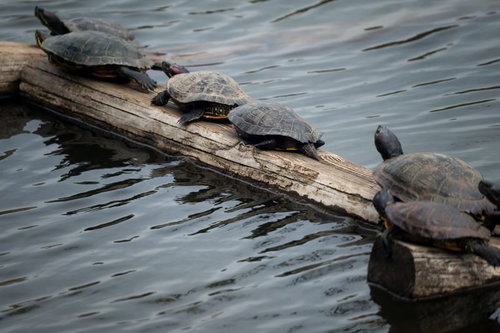流木の上に一列に並んで甲羅干しする5匹の亀