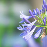 紫色の花びらが広がるアガパンサスの写真