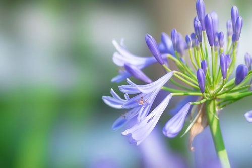紫色の花びらが広がるアガパンサス