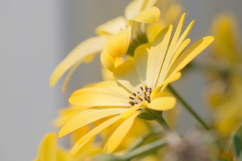 黄色い花びらが放射状に開くディモルフォセカ