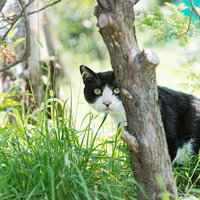 草むらからこちらを見つめる白黒まだらの猫の写真