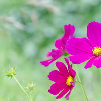 緑を背景に咲く濃いピンクのコスモスの写真