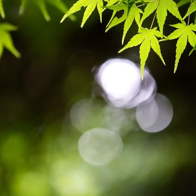 ハスの葉の中心で輝く水の写真素材 - フリー素材ぱくたそ