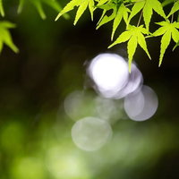 玉ボケの中に浮かぶ新緑のもみじの葉の写真