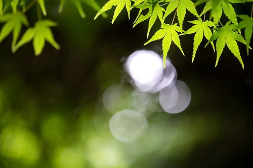 玉ボケの中に浮かぶ新緑のもみじの葉