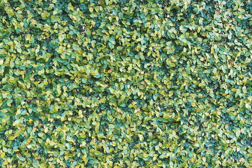 小さな葉が密集して壁を覆う緑の葉のテクスチャー