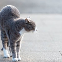 コンクリートの上を歩く灰白の猫の写真