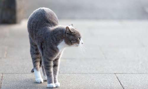 コンクリートの上を歩く灰白の猫