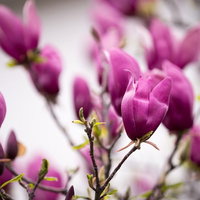 木蓮の花（紫）のつぼみと開花の写真