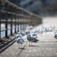 防波堤に集まるユリカモメぞろぞろ、数十羽の群れの写真