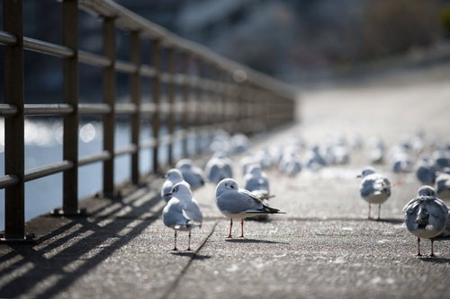 防波堤に集まるユリカモメぞろぞろ、数十羽の群れ