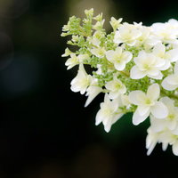 暗い緑の背景に咲く白い4枚花びらのアジサイの花房の写真