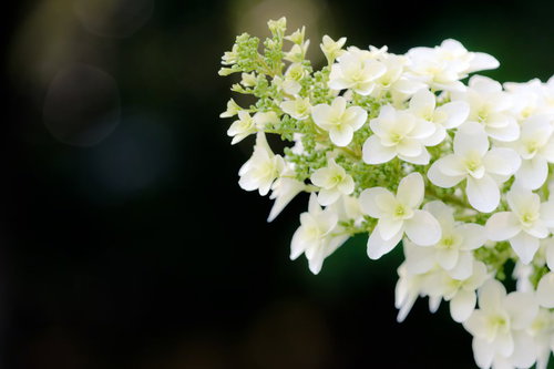 暗い緑の背景に咲く白い4枚花びらのアジサイの花房