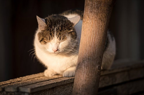 木の台の上で日向ぼっこする茶白の猫