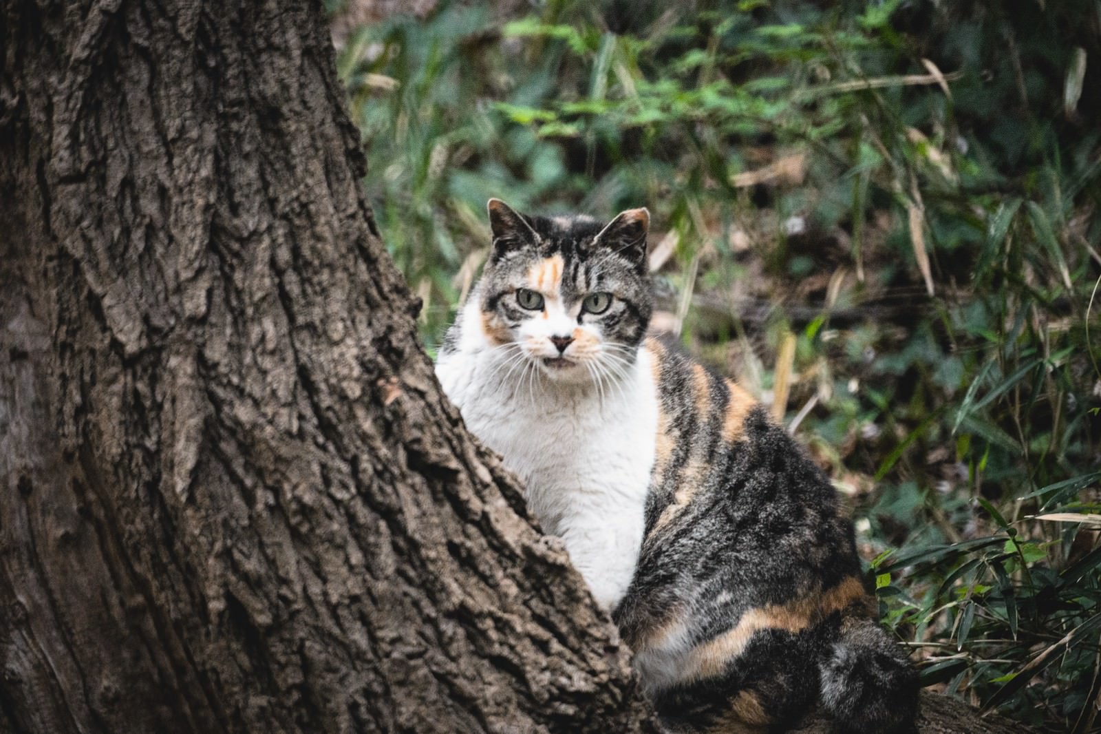 木陰でこちらを見つめるキジトラ白の猫。警戒した表情で鋭い眼差し