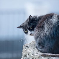 コンクリートの縁に座って後ろを気にする白黒の猫の写真