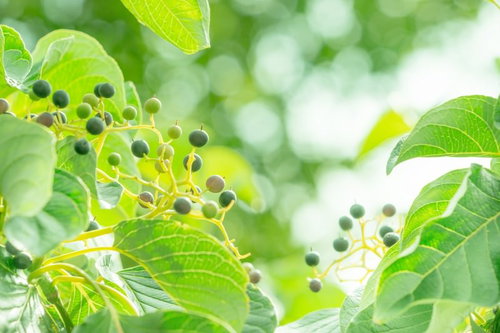 枝についた丸い緑色の木の実