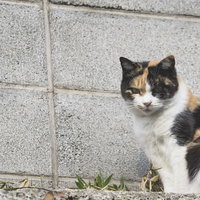 ブロック塀の前に座る三毛猫の野良猫の表情の写真