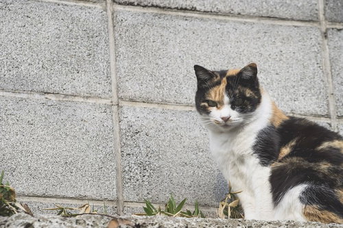 ブロック塀の前に座る三毛猫の野良猫の表情