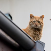 雨樋からのぞく茶トラ猫のこんにちは、緑の瞳でじっと見つめる野良猫の写真