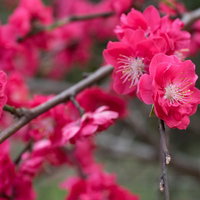 ピンク色に咲くハナモモの枝の花の庭園の写真