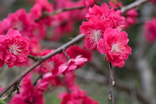 ピンク色に咲くハナモモの枝の花の庭園