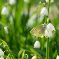 スノーフレークに止まるモンシロチョウ、春の庭の白い花と蝶の写真