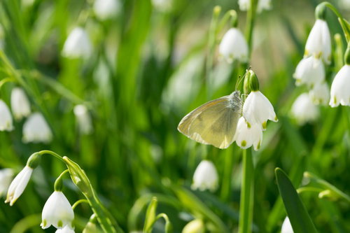 スノーフレークに止まるモンシロチョウ、春の庭の白い花と蝶