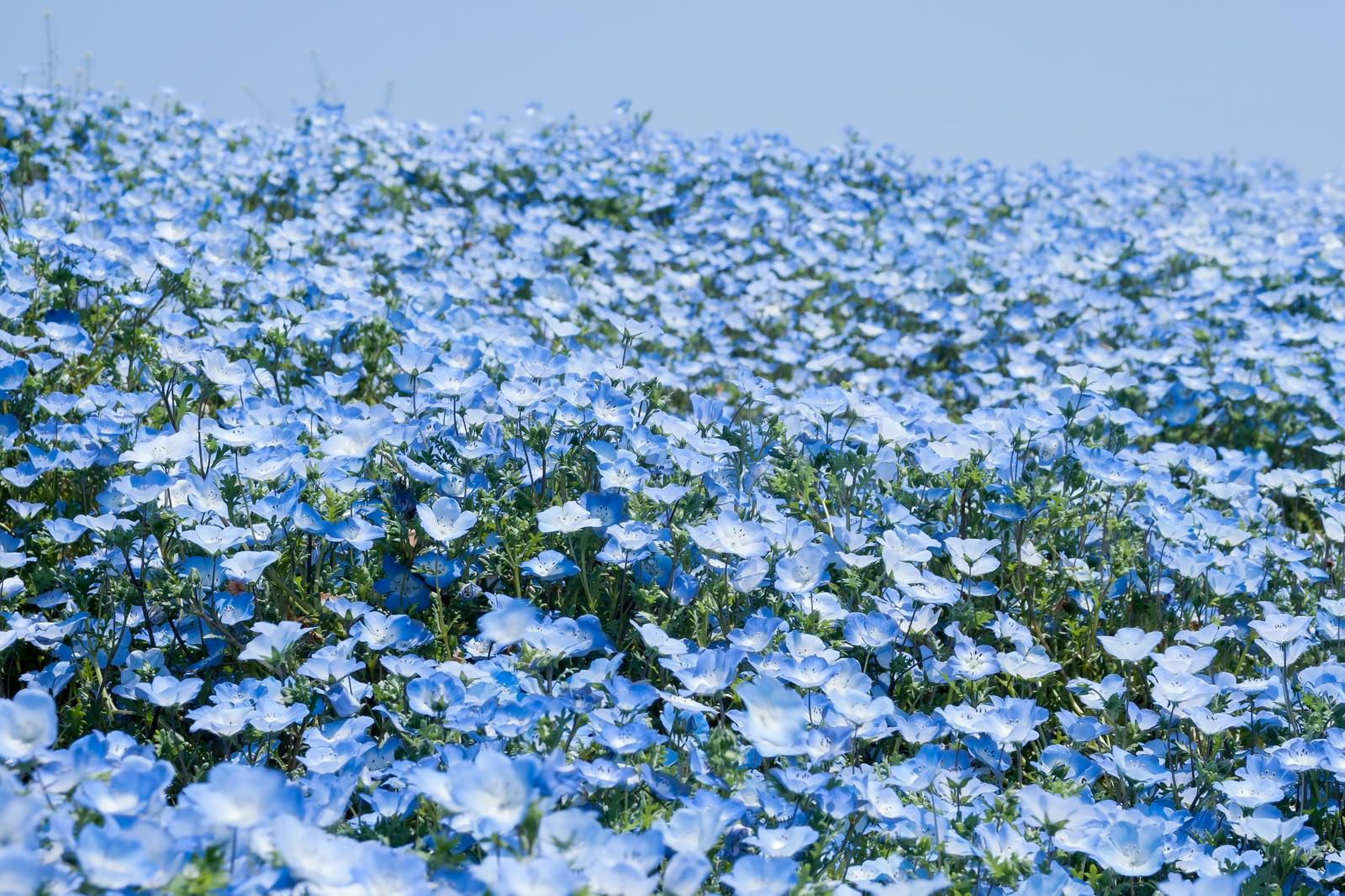 一面に咲く青紫色の小さな花が広がる花畑の風景