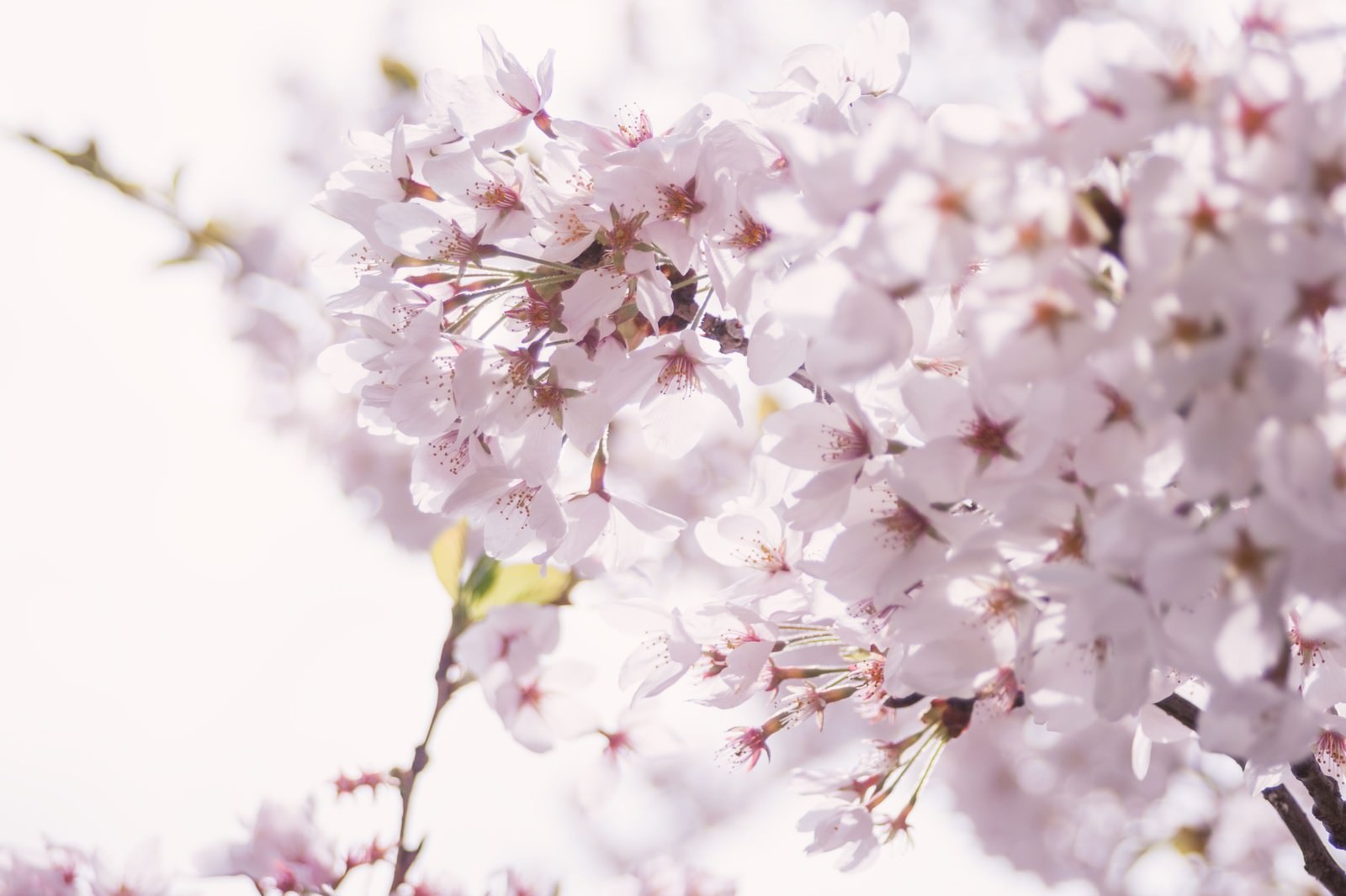 薄紫がかったピンク色の満開の桜が密集している