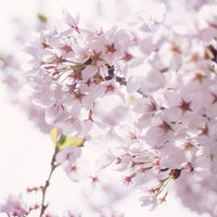 濃いピンクの花芯が見える満開の桜の写真