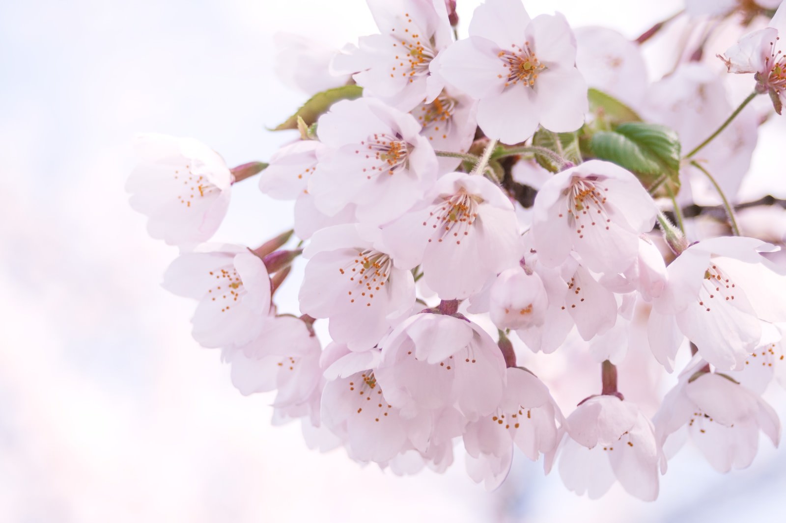 光が差し込む淡いピンクの桜