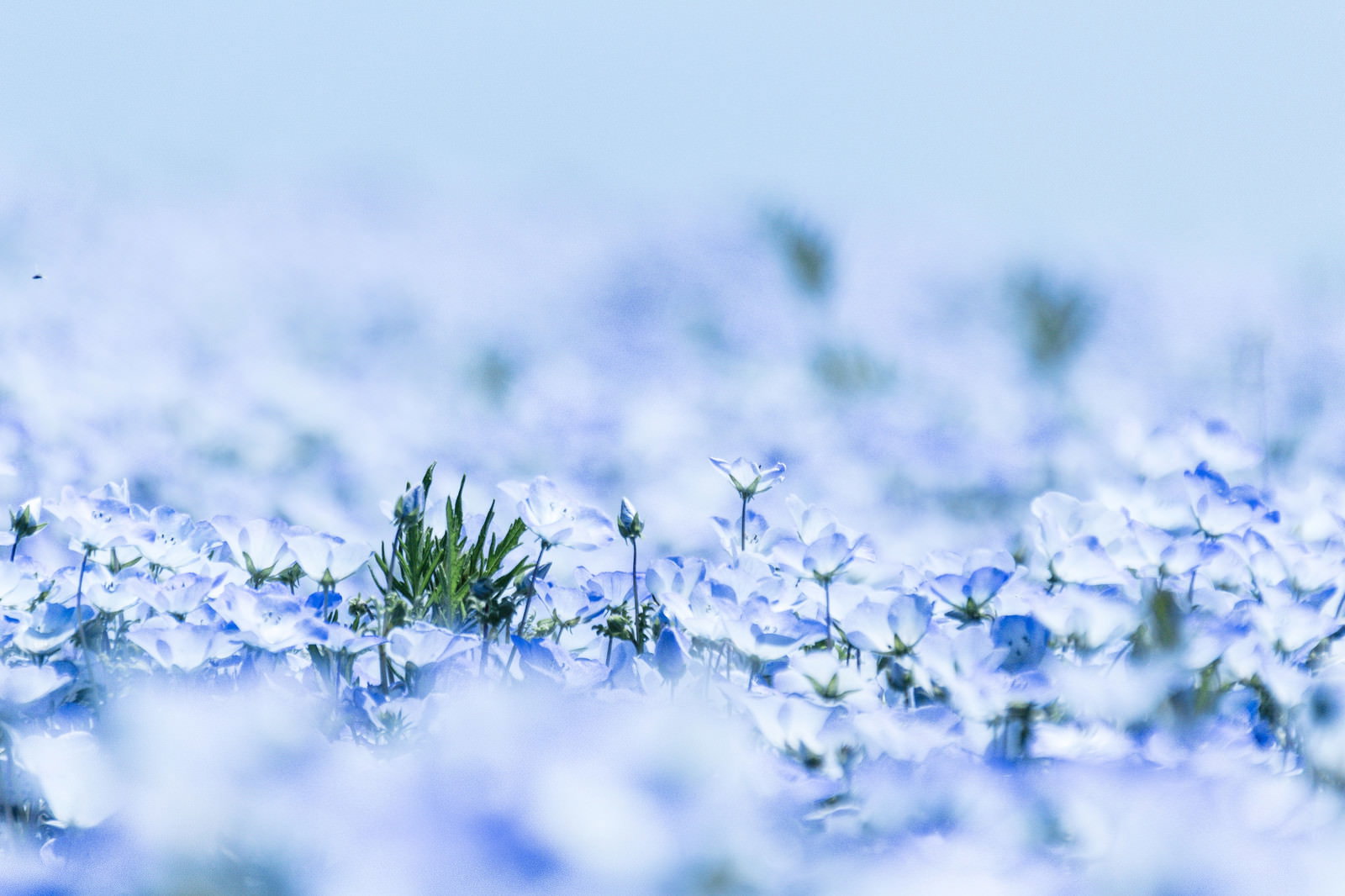 雪の中で芽吹くネモフィラの花と新芽