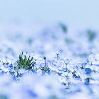 雪の中で芽吹くネモフィラの花と新芽の春の写真