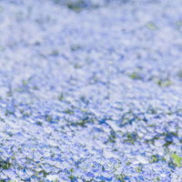 一面に咲くネモフィラ畑の写真