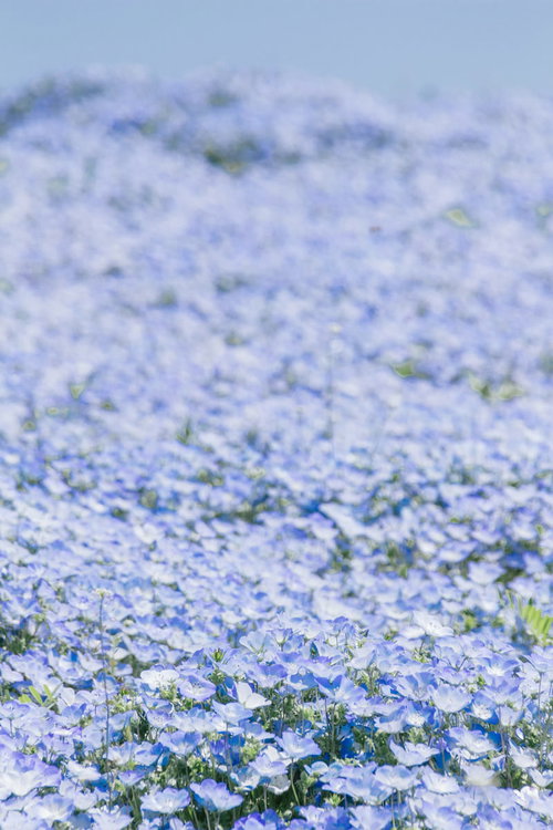 一面に咲くネモフィラ畑