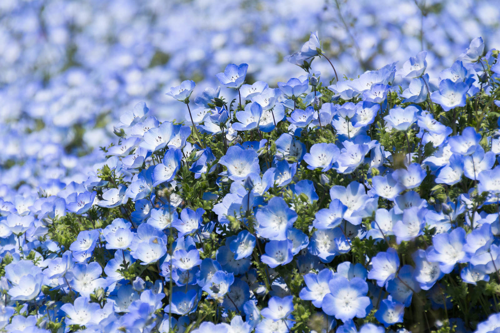 淡い青のネモフィラが一面に満開で咲く花畑