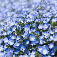 ネモフィラの季節に咲く満開の花畑、春の青い絨毯の写真