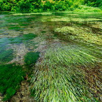 清流に揺れる水生植物と緑藻 - 湧水の透明度の高い川の写真