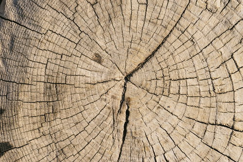 乾いた年輪が放射状に広がる切り株の木目断面